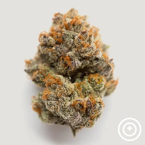 Habibi Feminized by Purple City Genetics