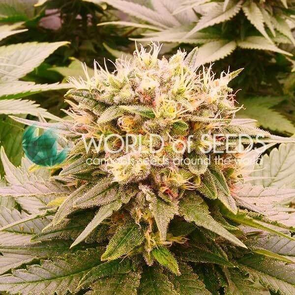 Harlequeen THC Free Feminized by World of Seeds