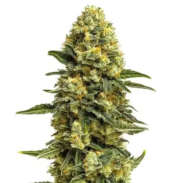 Hash Burger Feminized by Blimburn Seeds