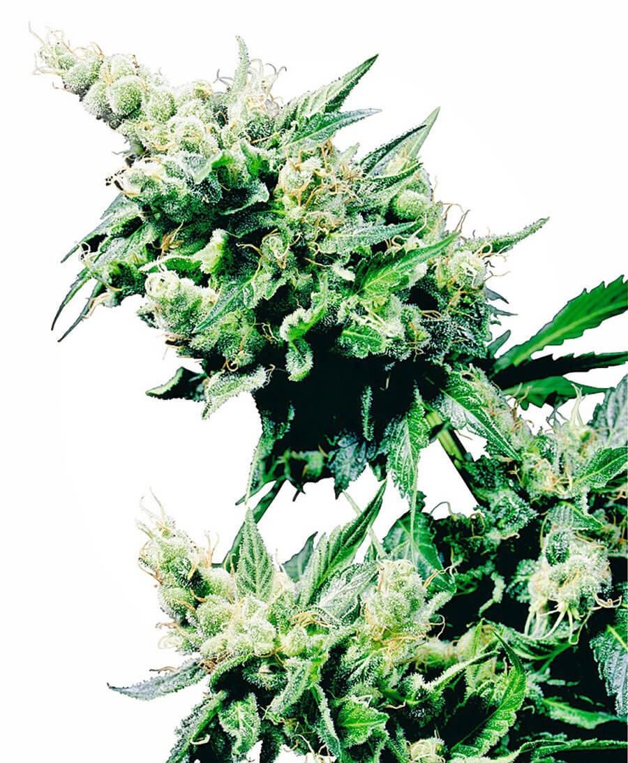 Hashplant Regular by Sensi Seeds