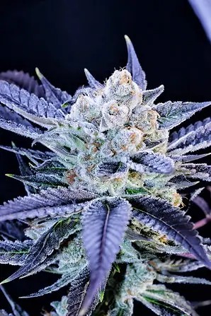 Haters Killah Feminized by Botafarm Genetics