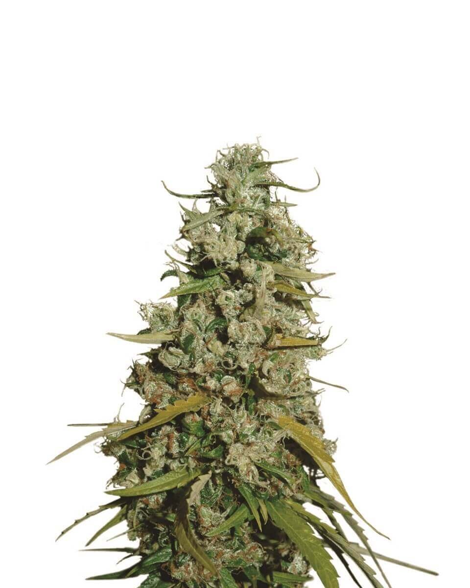 Hawaii Maui Waui Feminized by Nirvana