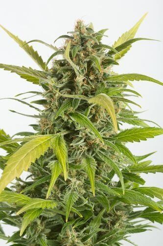 Haze Auto CBD Autoflower by Dinafem