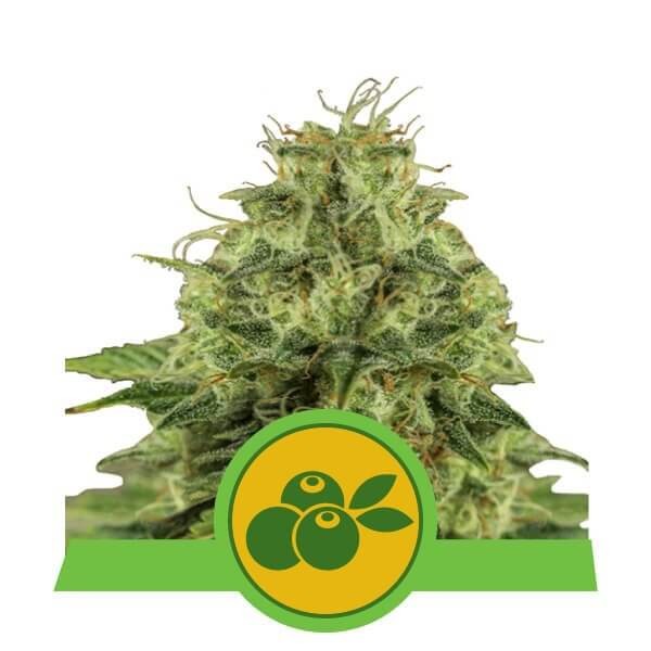 Haze Berry Automatic Autoflower by Royal Queen Seeds