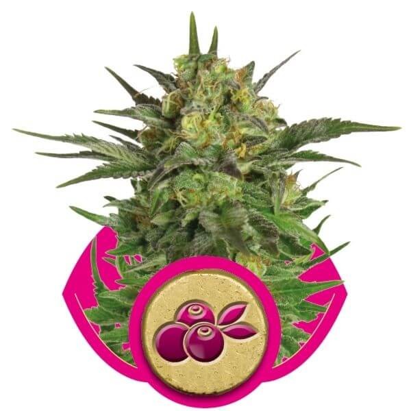 Haze Berry Feminized by Royal Queen Seeds