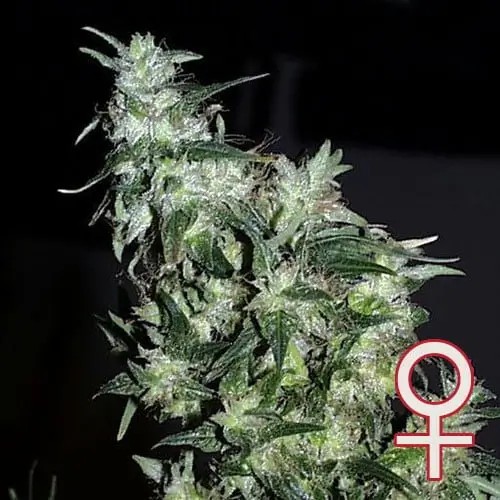 Haze Special Feminized by K.C. Brains
