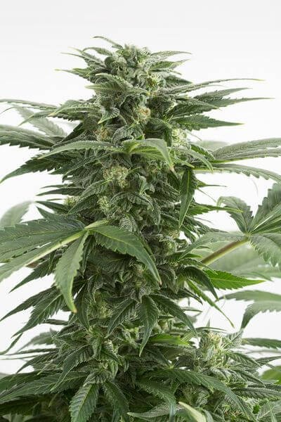 Haze XXL Auto Autoflower by Dinafem
