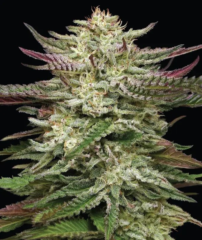 Headband Auto Autoflower by Humboldt Seed Company