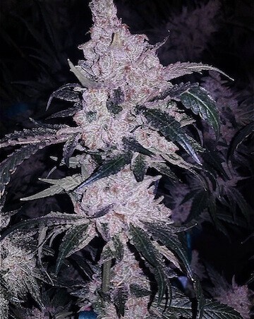 Headband Cookies Regular by Ethos Genetics