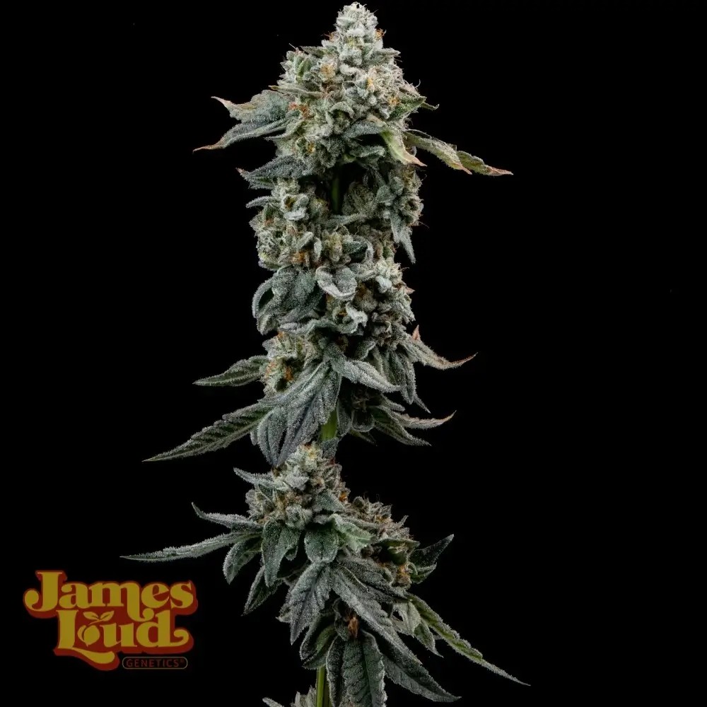 Heavy Z Feminized by James Loud Genetics