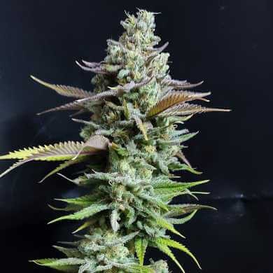 Hell Fire OG Feminized by Kannabia