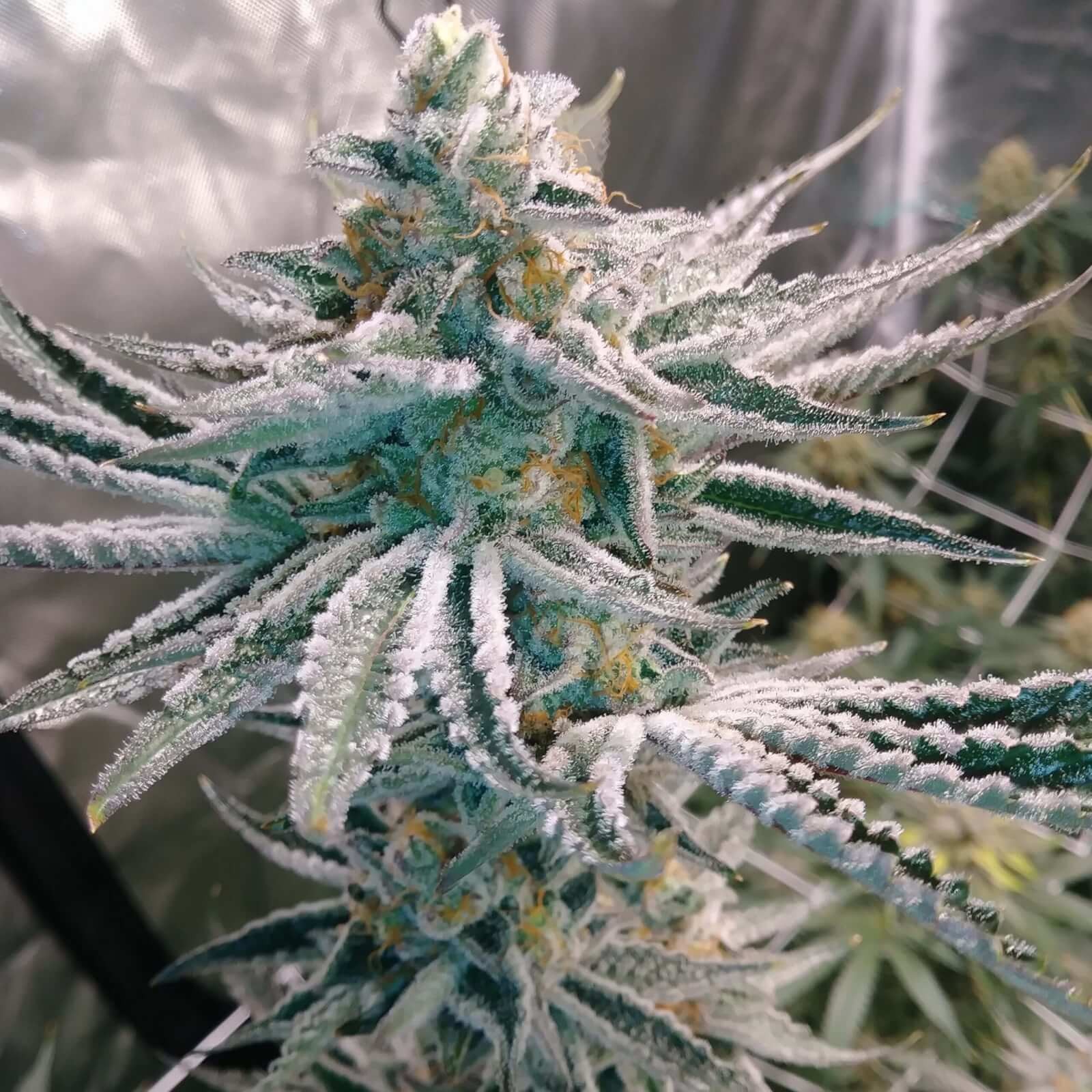 Hell on Wheels Regular by Jinxproof Genetics