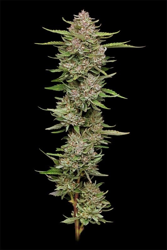 Hella Jelly Feminized by Humboldt Seed Company