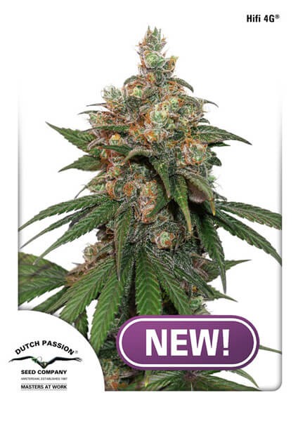 Hifi 4G Feminized by Dutch Passion