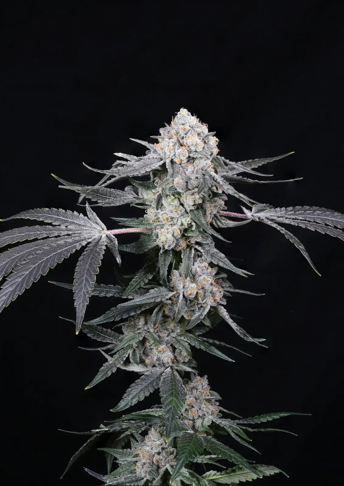 High Society Feminized by Compound Genetics