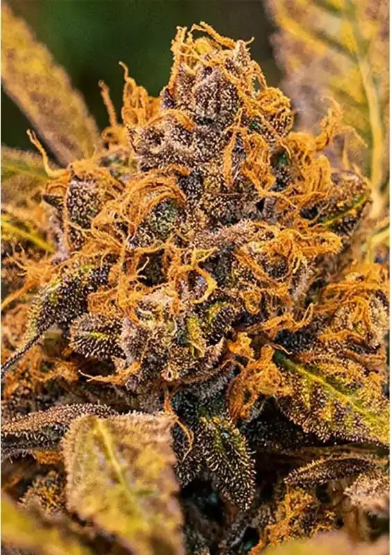 High Voltage Fast Feminized by High Speed Buds