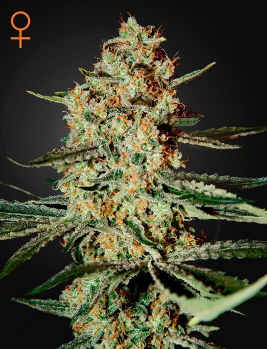 Himalaya Gold Feminized by Green House seeds