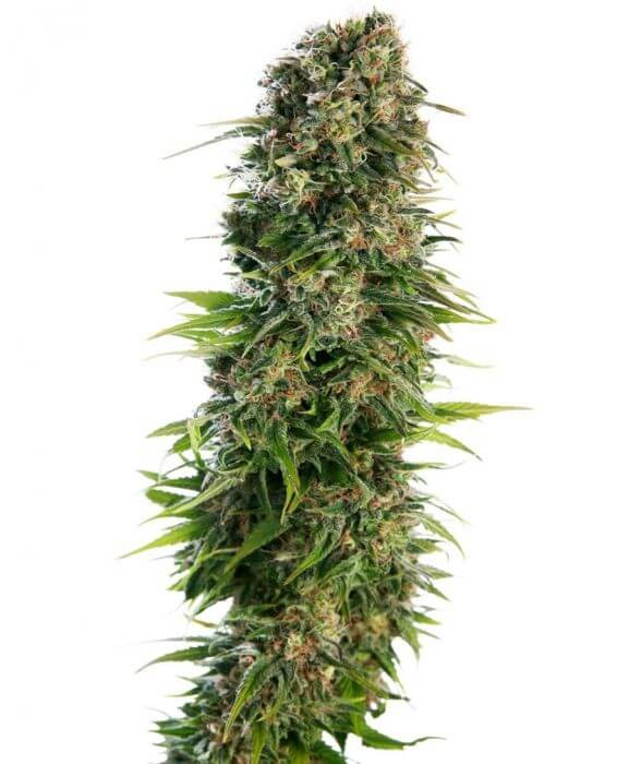 Hindu Kush Auto Autoflower by Sensi Seeds