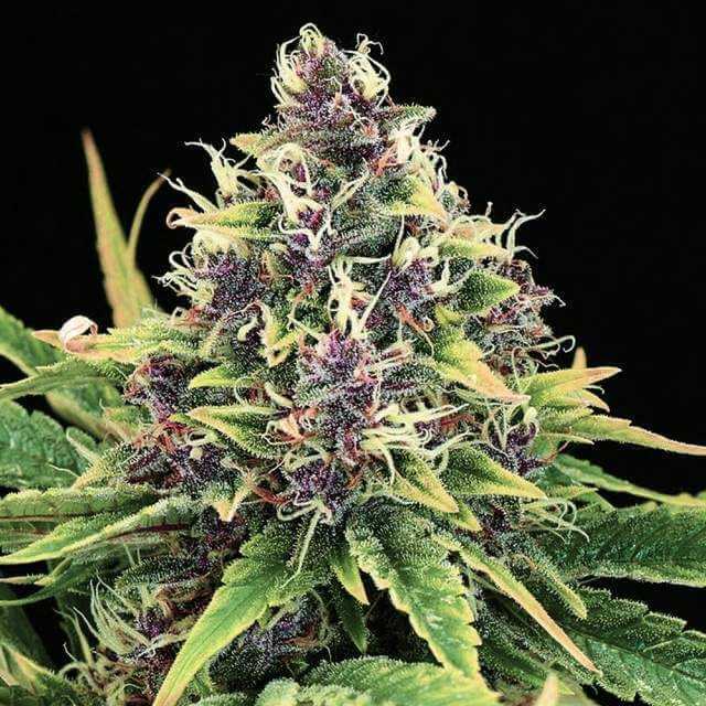 Hindu Kush Feminized by Nirvana