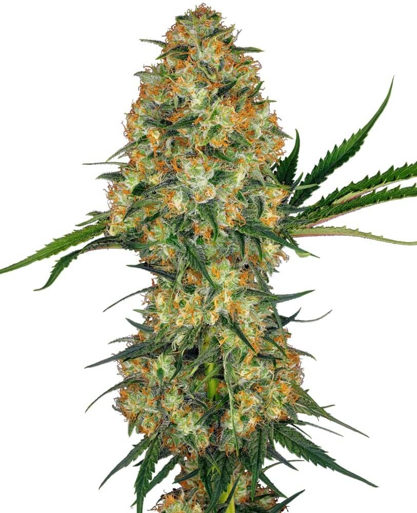 Hindu Kush Feminized by Sensi Seeds
