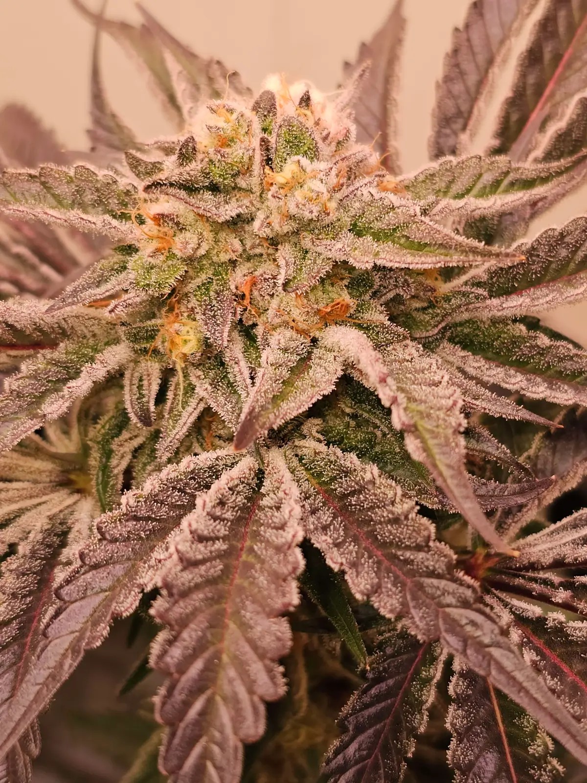 Hindu Runtz Feminized by Karma Genetics