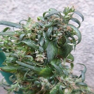 Hokkaido Japan Hemp Regular by Ace Seeds
