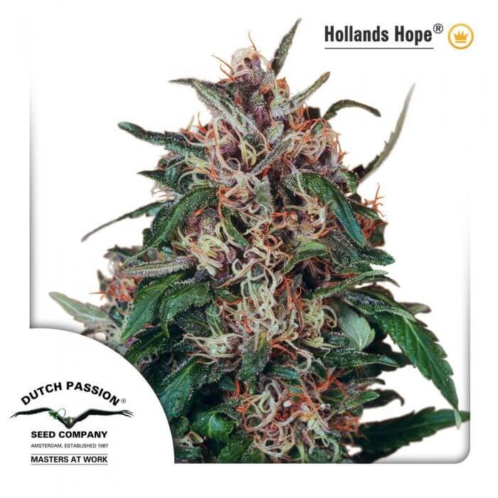 Hollands Hope Regular by Dutch Passion