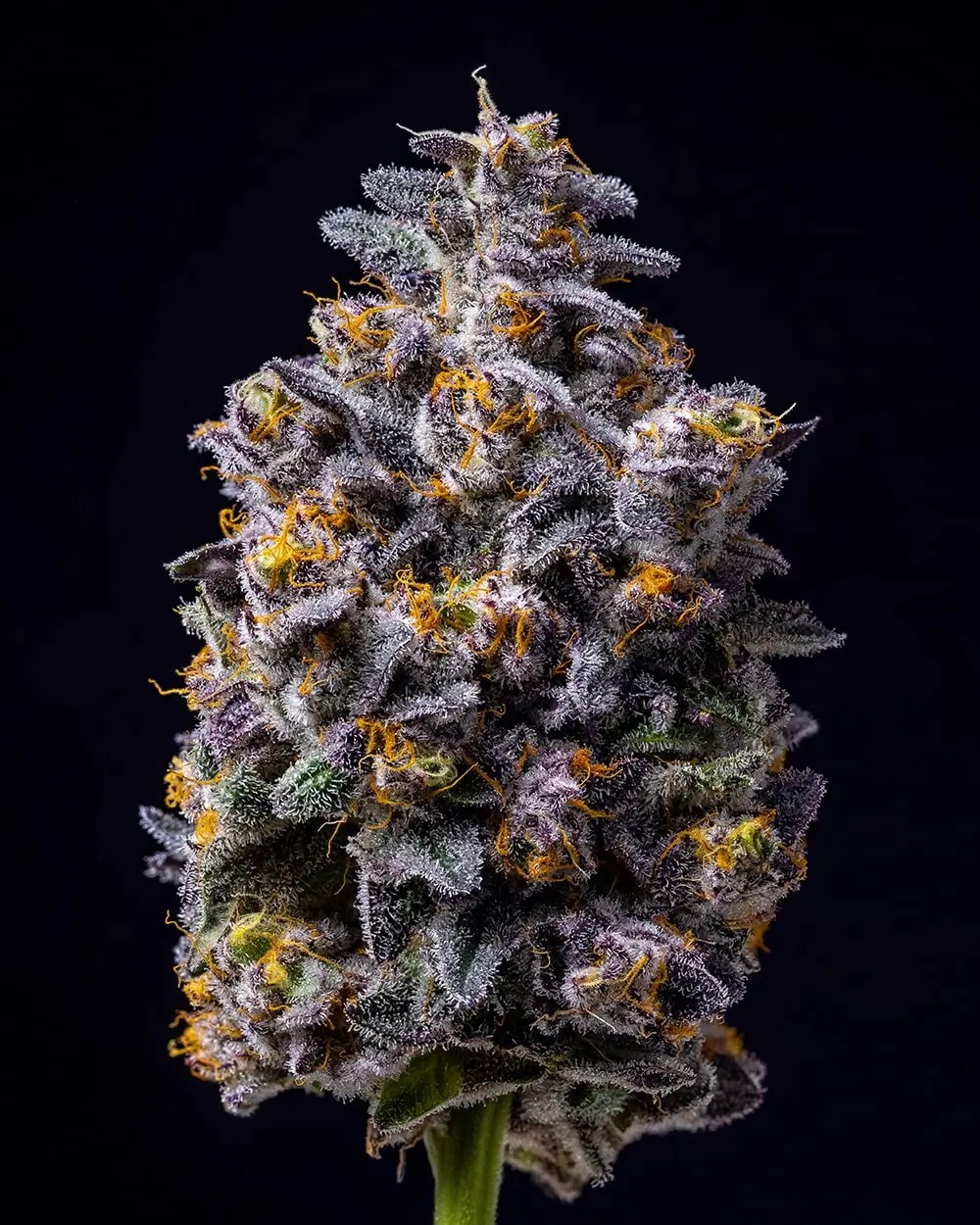 Hollywood Feminized by Cookies Seed Bank
