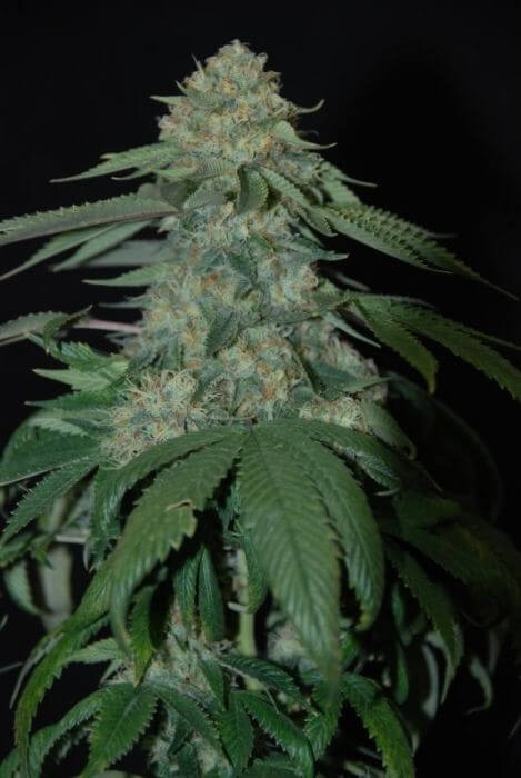 Holy Grail Kush Feminized by DNA Genetics