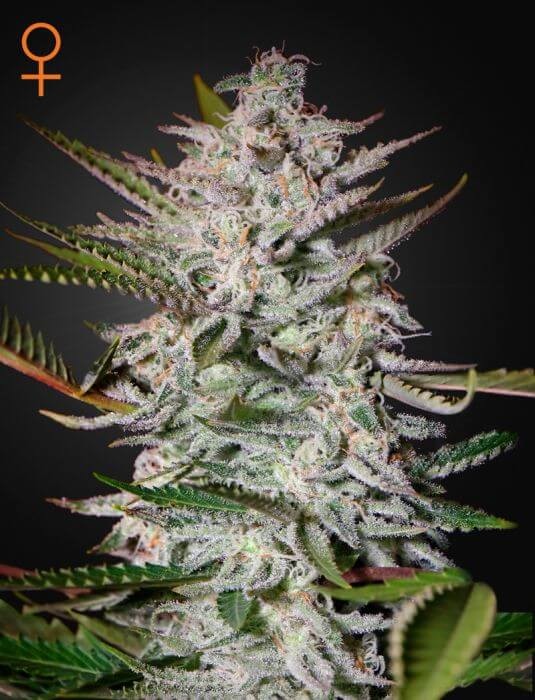 Holy Punch Feminized by Green House seeds
