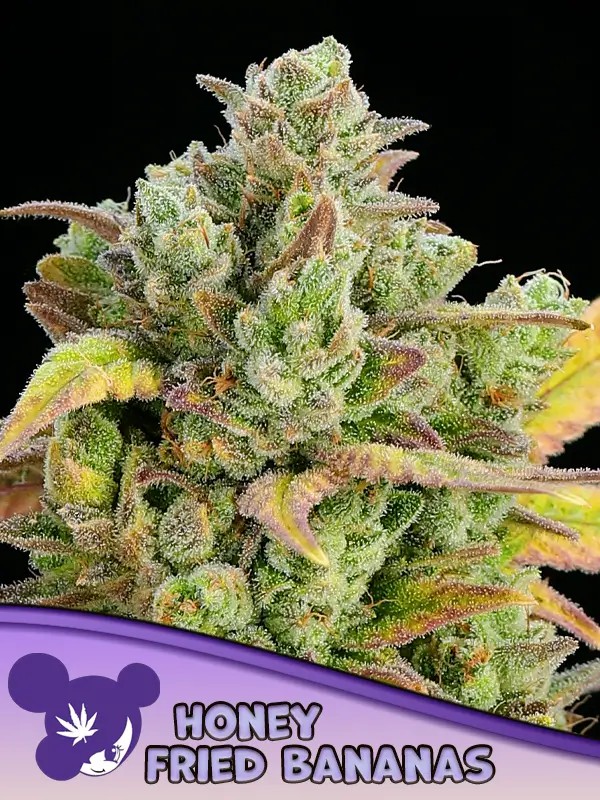 Honey Fried Bananas Feminized by Anesia Seeds