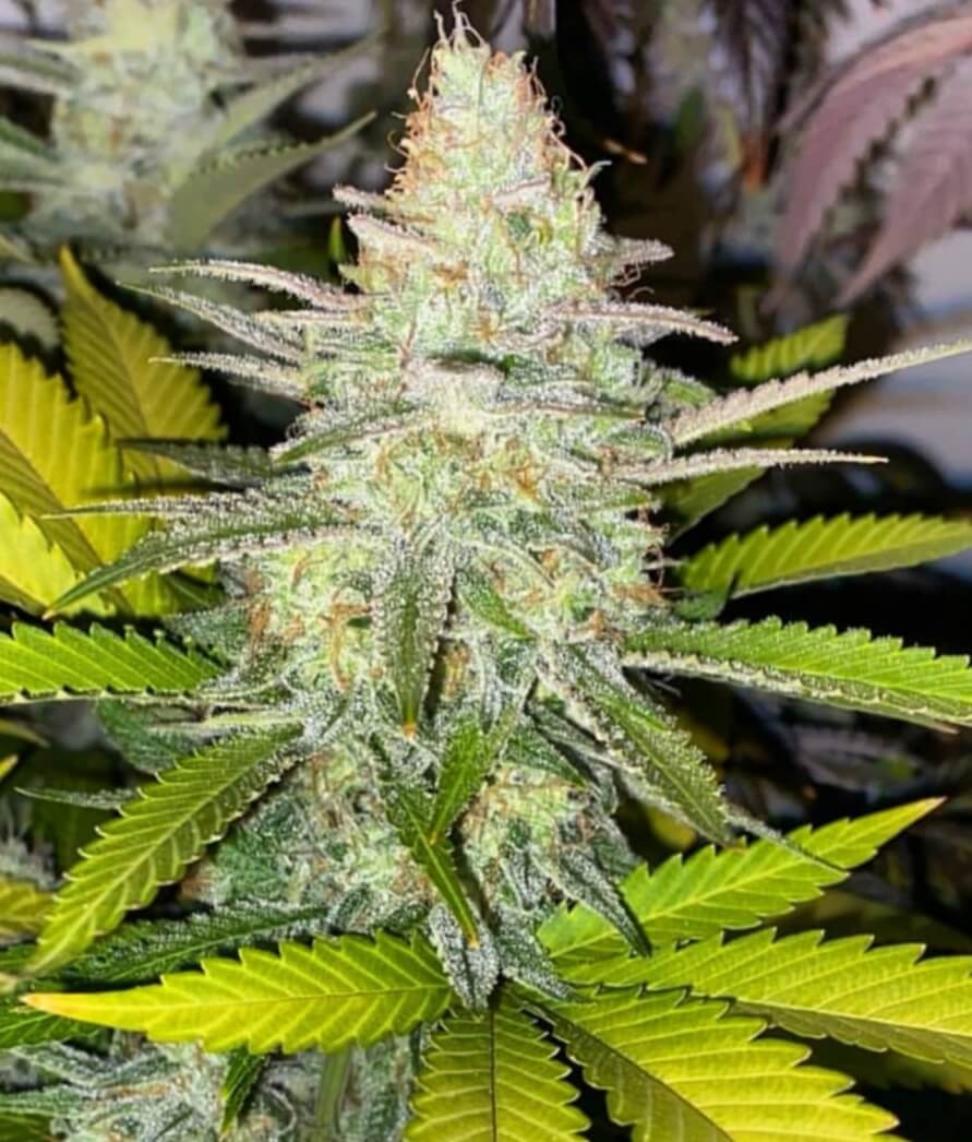 Honey Gas Regular by Old School Genetics