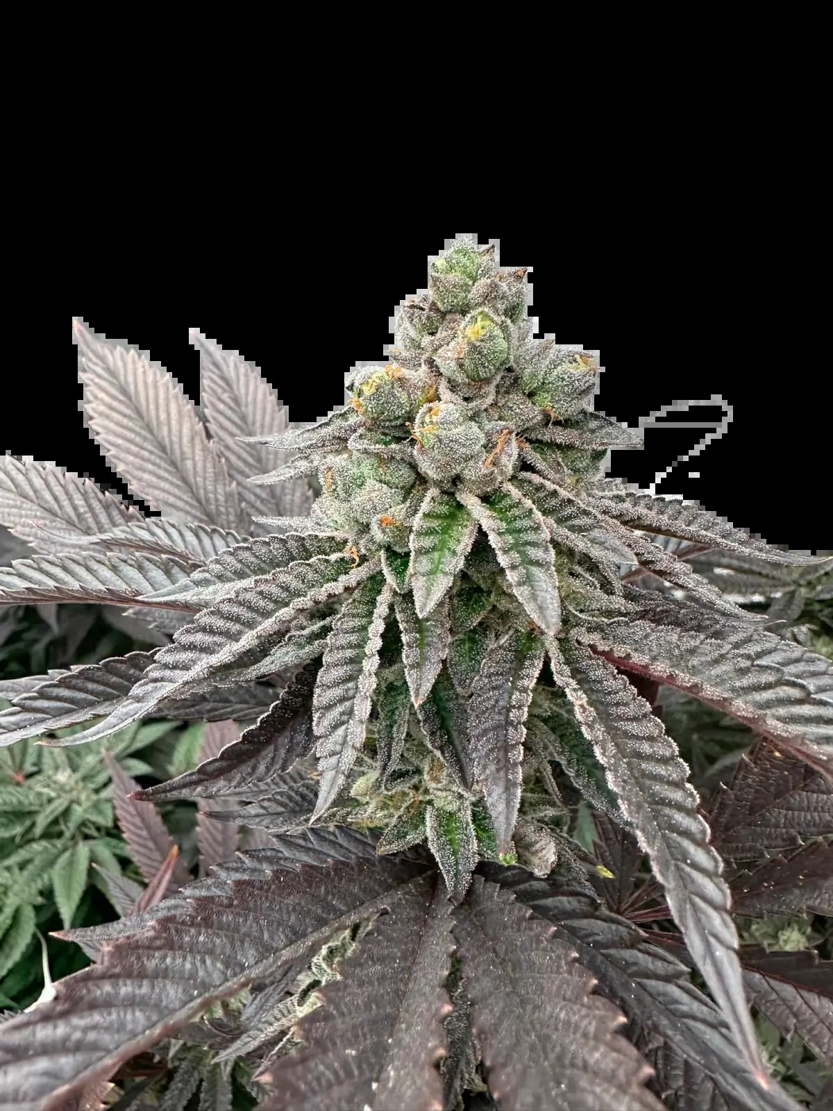 Honey Pam Feminized by The Grateful Seeds