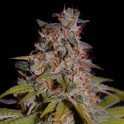 Honey Papaya Feminized by G13 Labs