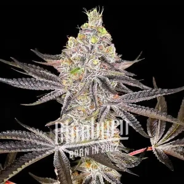 Horchata Feminized by Blimburn Seeds