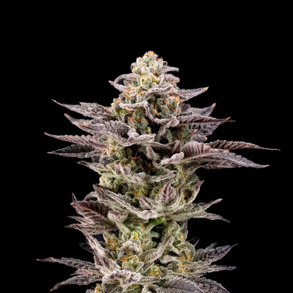 Hot Wheelz Feminized by Nine Weeks Harvest
