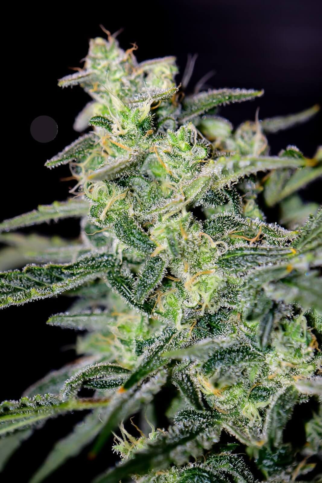 HubbaBubbaHaze Auto Autoflower by Mephisto Genetics