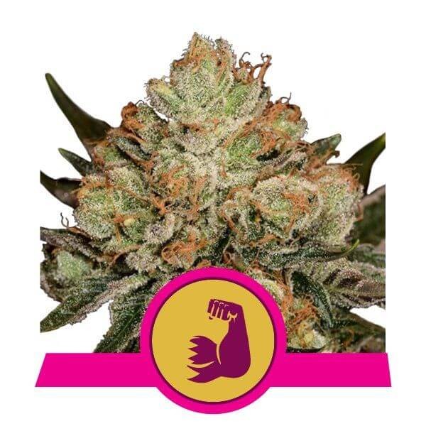 Hulkberry Feminized by Royal Queen Seeds