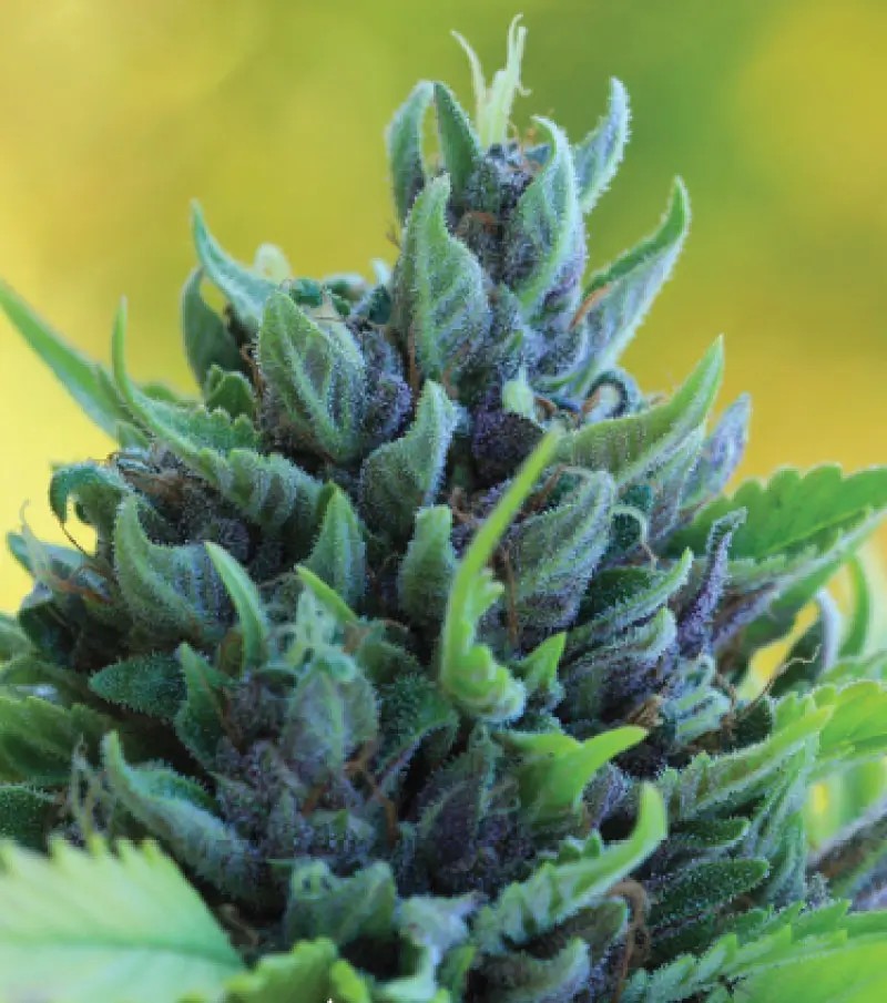 Humboldt Dream Auto Autoflower by Humboldt Seed Company