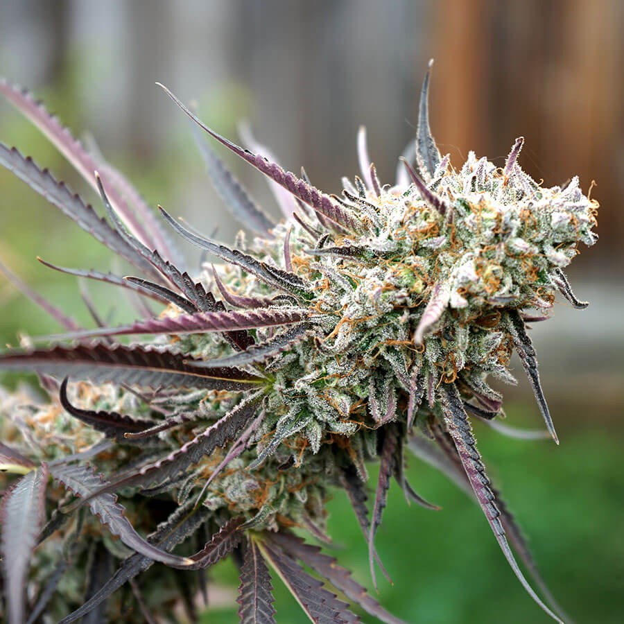 Ice Cream Cake Fast Flowering Feminized by Humboldt Seed Organization
