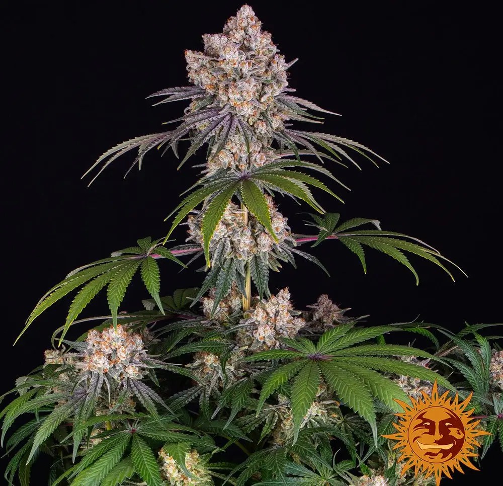 Ice Cream Cake Feminized by Barneys Farm