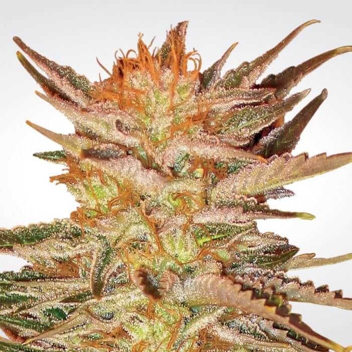 Ice Cream Feminized by Paradise Seeds