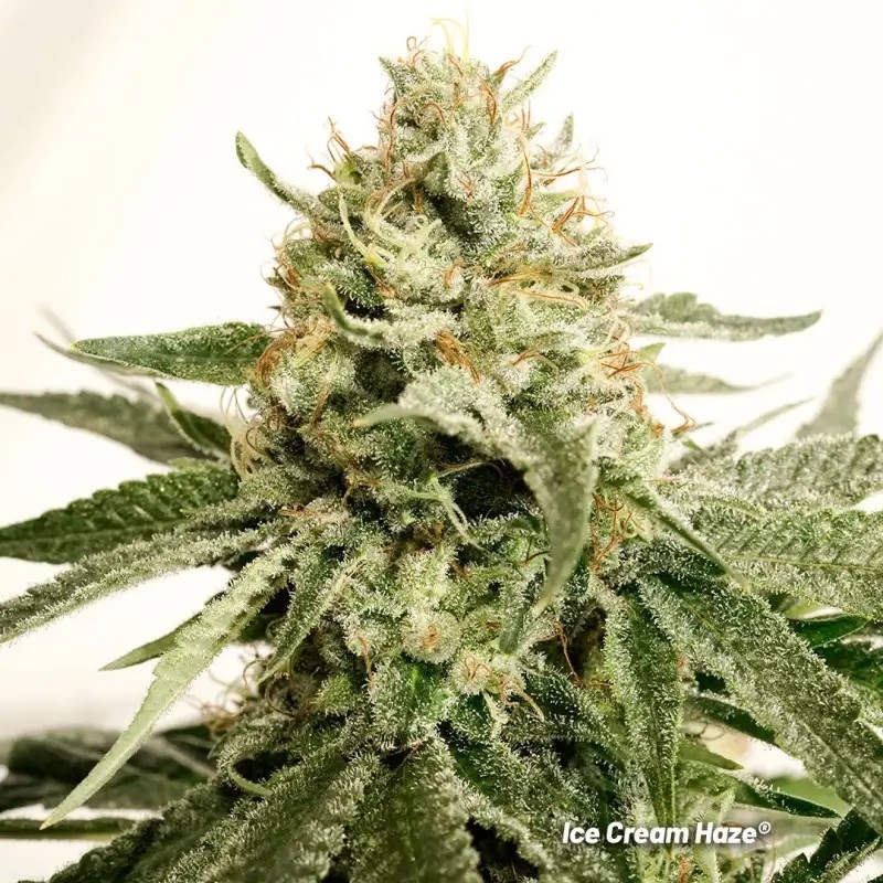 Ice Cream Haze Feminized by Dutch Passion