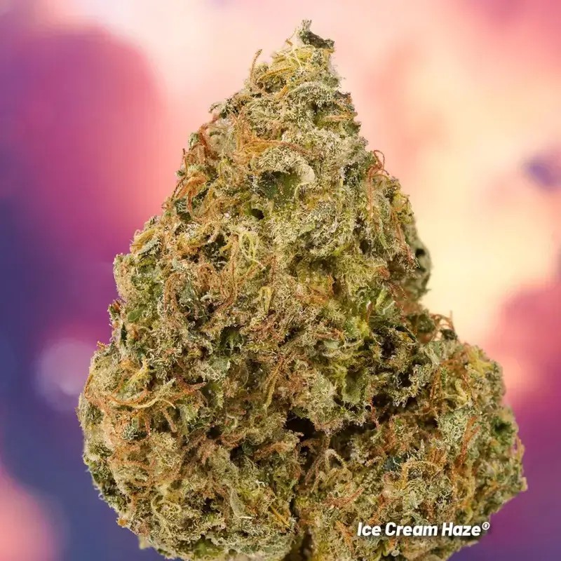 Ice Cream Haze Regular by Dutch Passion