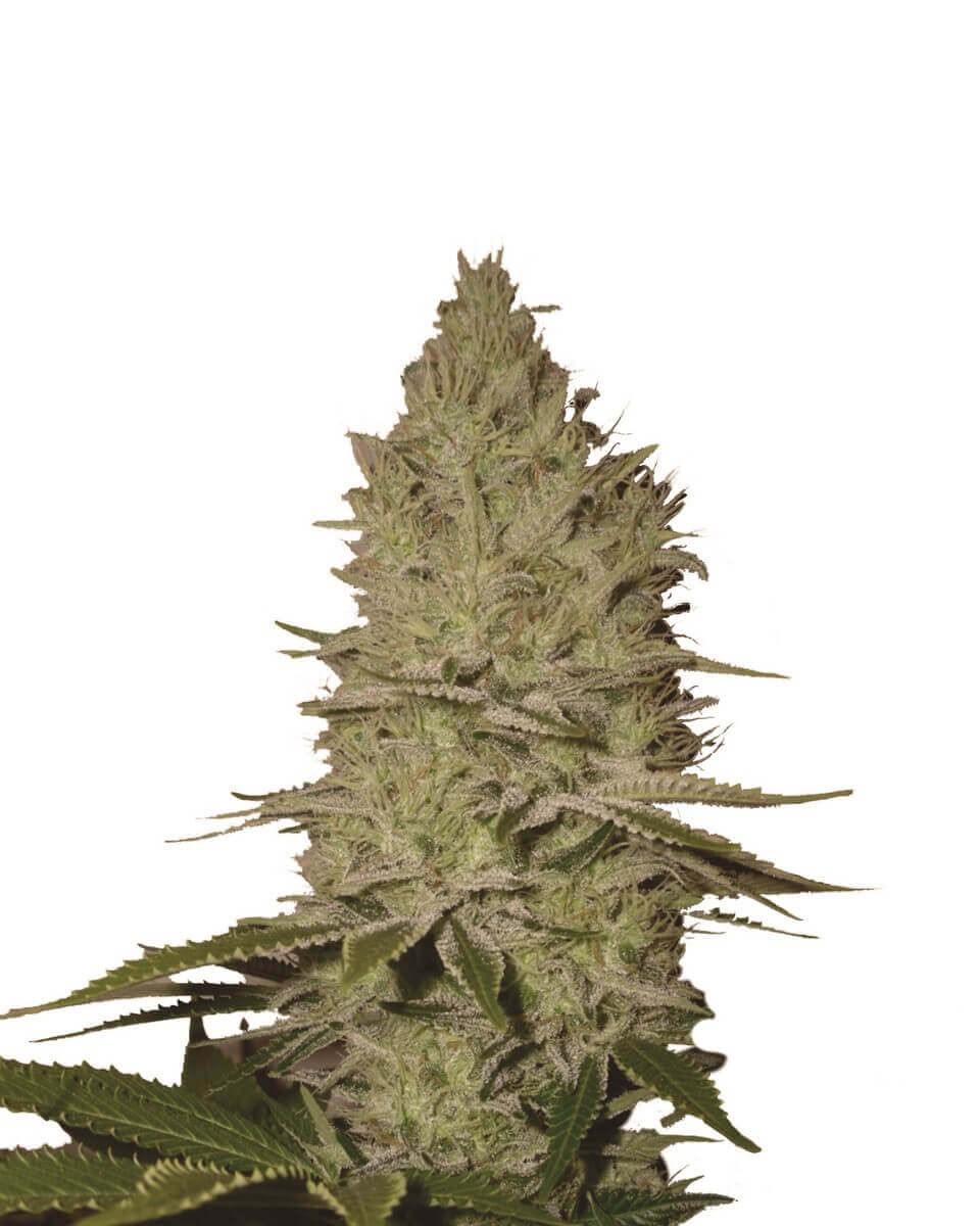 Ice Feminized by Nirvana