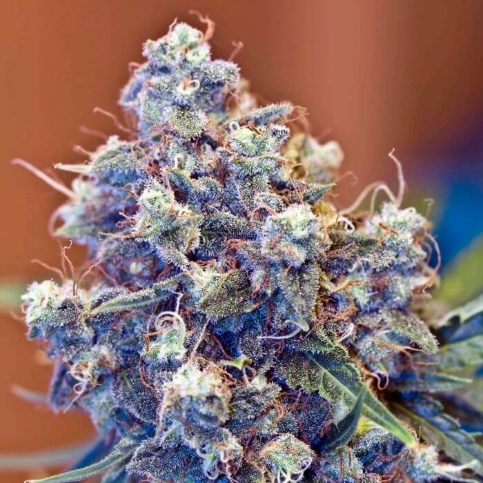 Iced Grapefruit Feminized by Female Seeds
