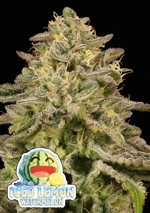 Iced Lemon Watermelon Feminized by Anesia Seeds