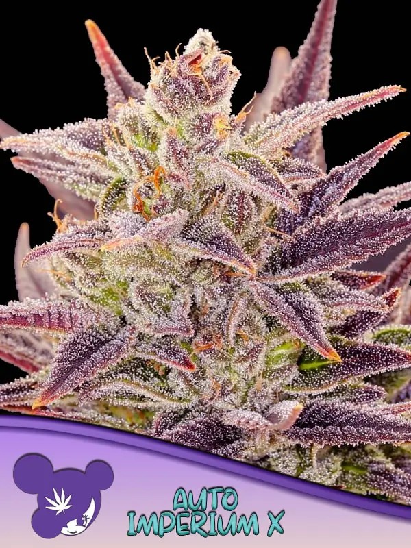 Imperium X Auto Autoflower by Anesia Seeds