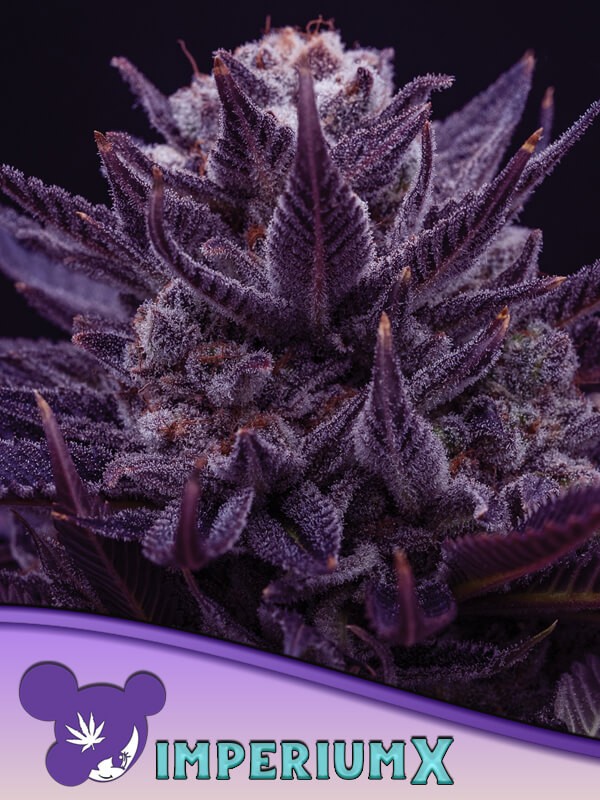 Imperium X Feminized by Anesia Seeds