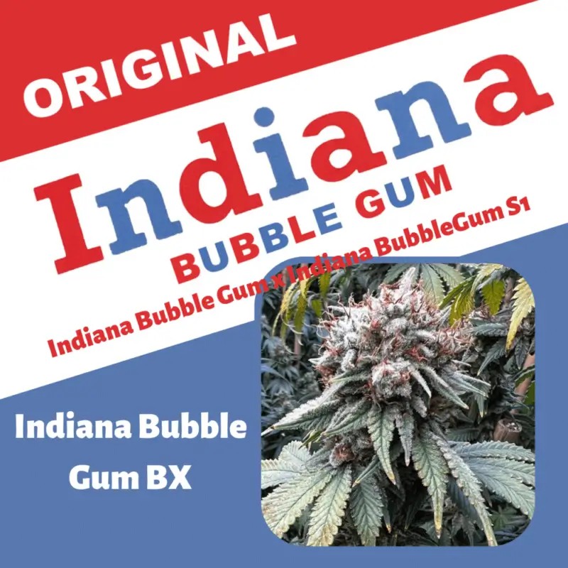 Indiana Bubble Gum BX Feminized by Mosca Seeds